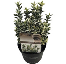 Euonymus japonicus 'White Spider' v květináči