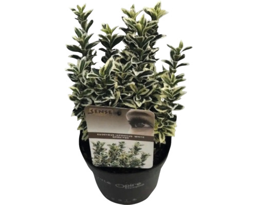 Euonymus japonicus 'White Spider' v květináči