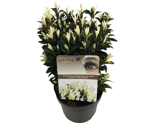 Brslen japonský FloraSelf Euonymus japonicus 'Kathy' výška 20-25 cm květináč 2 l Brslen japonský 'Paloma Blanca' v květináči