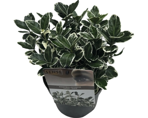 Brslen japonský v květináči