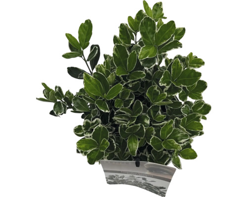 Brslen japonský v květináči