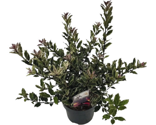 Cesmína v květináči