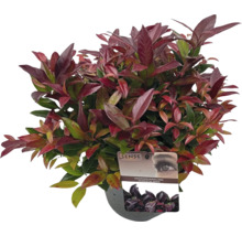 Leucothoe axillaris Scarletta pokojová rostlina v květináči