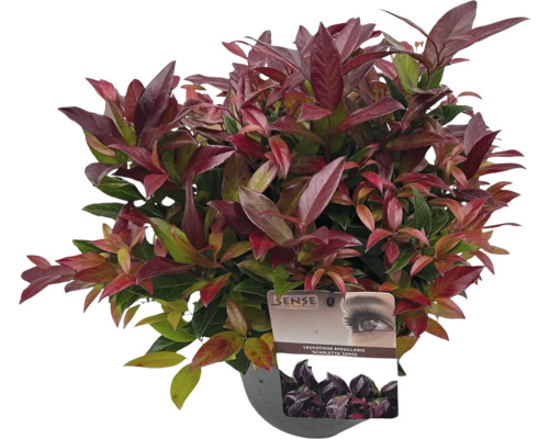 Leucothoe axillaris Scarletta pokojová rostlina v květináči