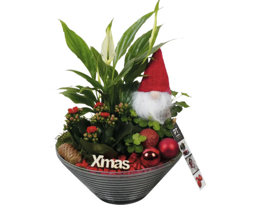 Vánoční aranžmá pokojových rostlin ve sklenici FloraSelf Ø 19 cm Vánoční aranžmá s lopatkovcem, kalanchoe, trpaslíkem a vánočními koulemi v misce