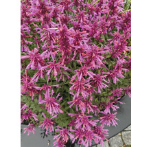 Detail rostliny Agastache s mnoha květy