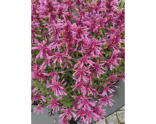 Detail rostliny Agastache s mnoha květy