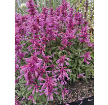 Agastache s fialovými květy na zahradě