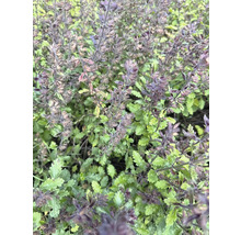 Detail kvetoucí okrasné rostliny v zahradě.