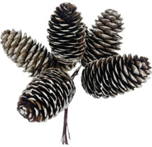 Dekorativní šišky na větvi