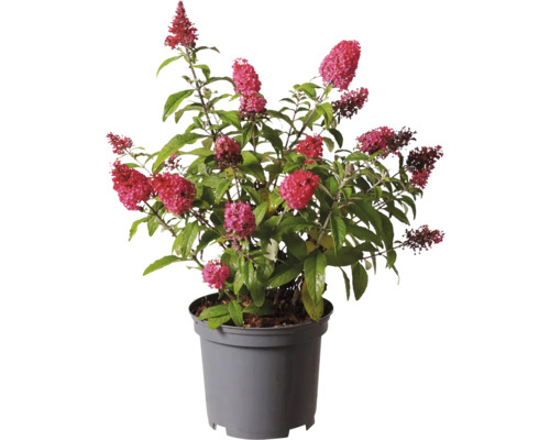 Motýlí keř v květináči s červenými květy