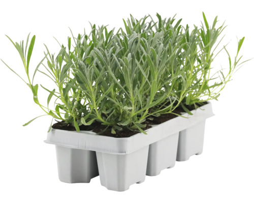 Sazenice levandule v sadbovači