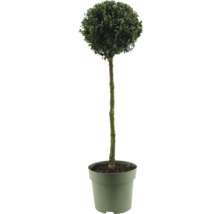 Buxus jako kulovitý strom v květináči
