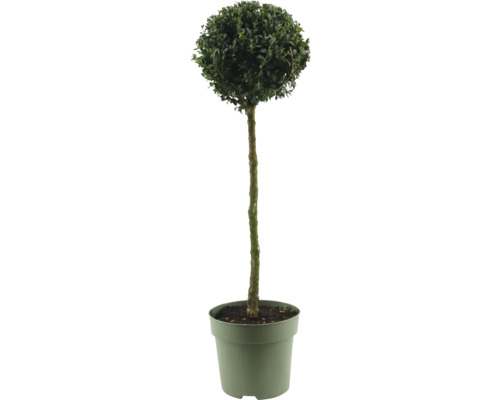 Buxus jako kulovitý strom v květináči