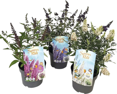 Tři motýlí keře ze série Summer Kids v květináči