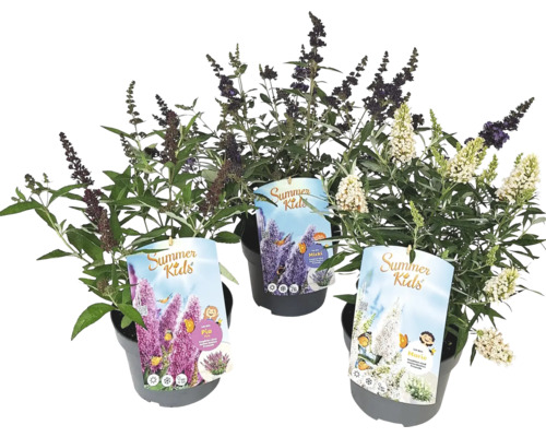 Tři motýlí keře ze série Summer Kids v květináčích