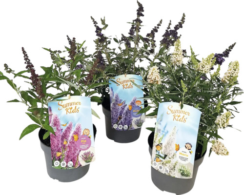 Tři motýlí keře odrůdy Summer Kids v květináčích