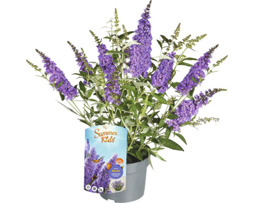 Komule Davidova 'Micki' v květináči