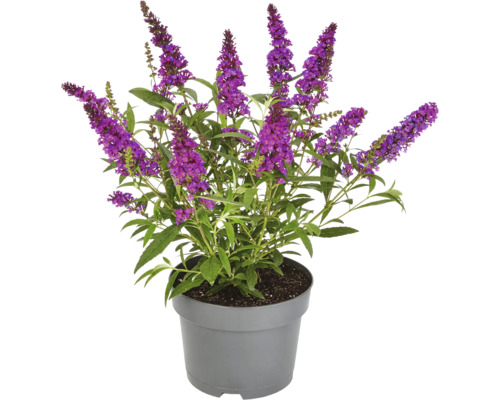 Komule Davidova v květináči s fialovými květy