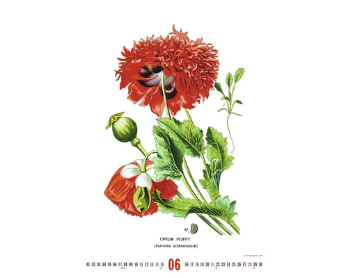 List kalendáře s ilustrací máku setého