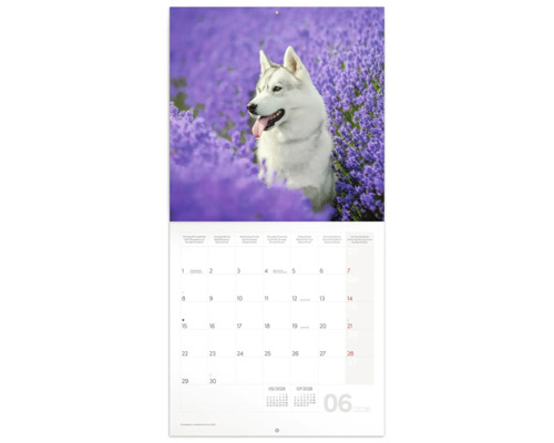 Nástěnný kalendář s fotografií huskyho před květy levandule, zobrazení data červen 2026