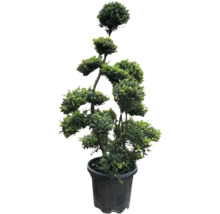 Tvarovaný strom v květináči