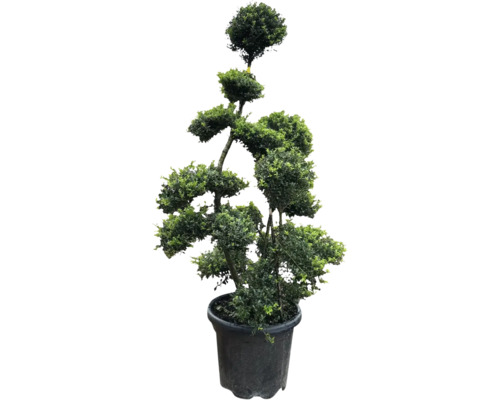 Tvarovaný strom v květináči