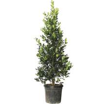 Cesmína v květináči