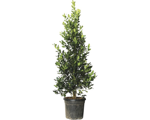 Cesmína v květináči