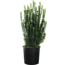 Buxus v květináči