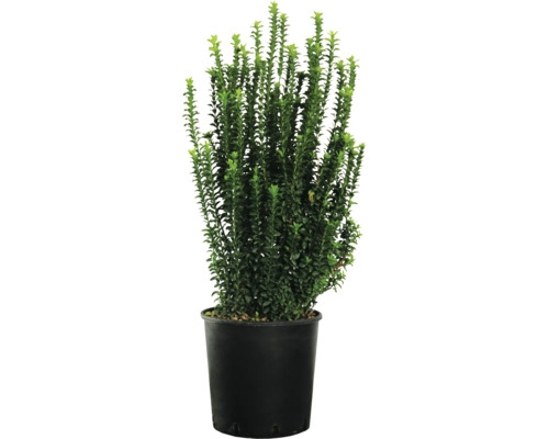 Buxus v květináči