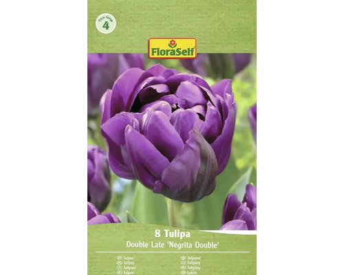 Balení 8 tulipánů odrůdy Double Late Negrita Double od FloraSelf