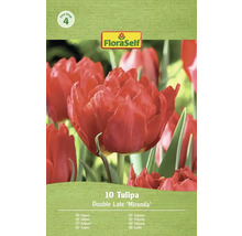 Balení 10 tulipánů odrůdy Double Late Miranda