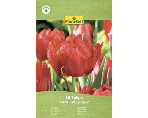 Balení 10 tulipánů odrůdy Double Late Miranda