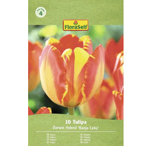 Balení 10 Darwinových hybridních tulipánů odrůdy Banja Luka