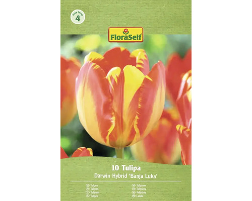 Balení 10 Darwinových hybridních tulipánů odrůdy Banja Luka