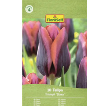 Balení 10 tulipánů Triumph 'Slawa' od FloraSelf