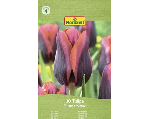 Balení 10 tulipánů Triumph 'Slawa' od FloraSelf