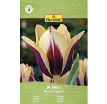 Balení 10 tulipánů Triumph Gavota
