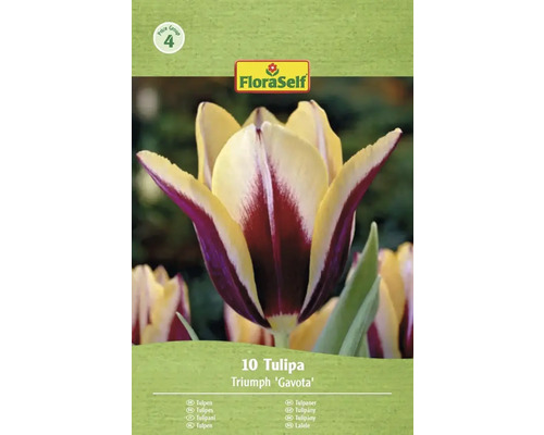 Balení 10 tulipánů Triumph Gavota