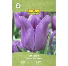 Tulipány FloraSelf Triumph 'Blue Beauty', 10 kusů