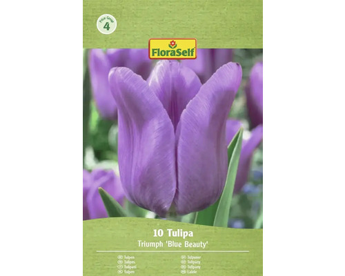 Tulipány FloraSelf Triumph 'Blue Beauty', 10 kusů
