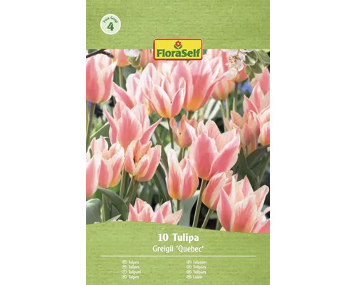 FloraSelf Tulipány Greigii Quebec, 10 kusů