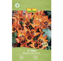 Balení 12 botanických tulipánů 'Little Princess' od FloraSelf