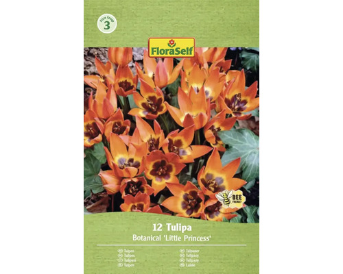Balení 12 botanických tulipánů 'Little Princess' od FloraSelf