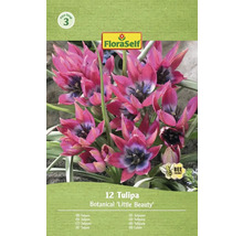 Balení 12 botanických tulipánů Little Beauty