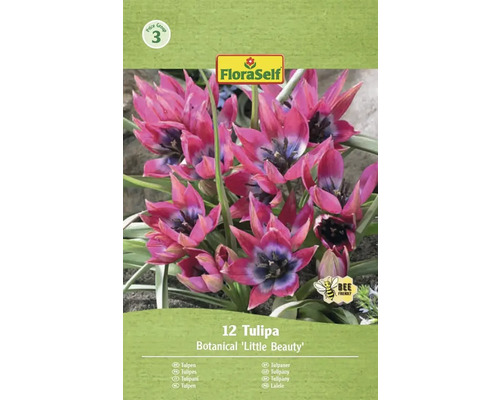 Balení 12 botanických tulipánů Little Beauty