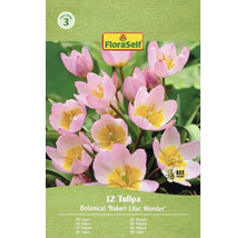Balení tulipánů odrůdy Bakeri Lilac Wonder