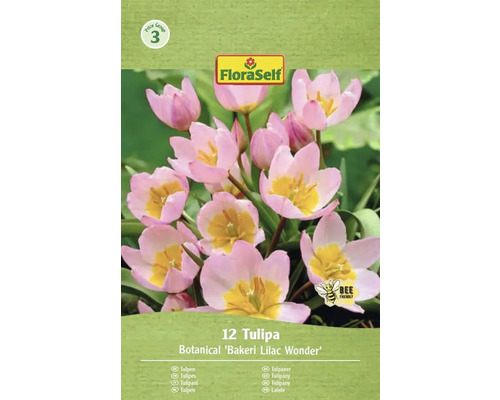 Balení tulipánů odrůdy Bakeri Lilac Wonder