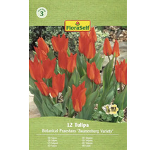 Balení tulipánů odrůdy Botanical Praestans Zwanenburg se symbolem šetrné k včelám